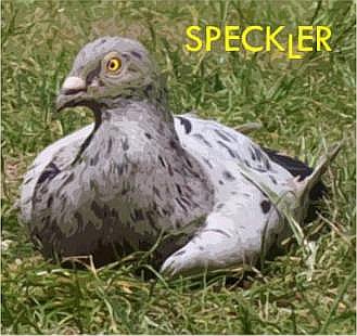 Speckler Records
