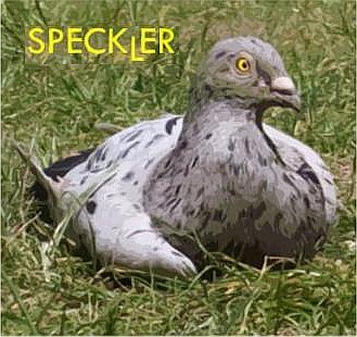 Speckler Records
